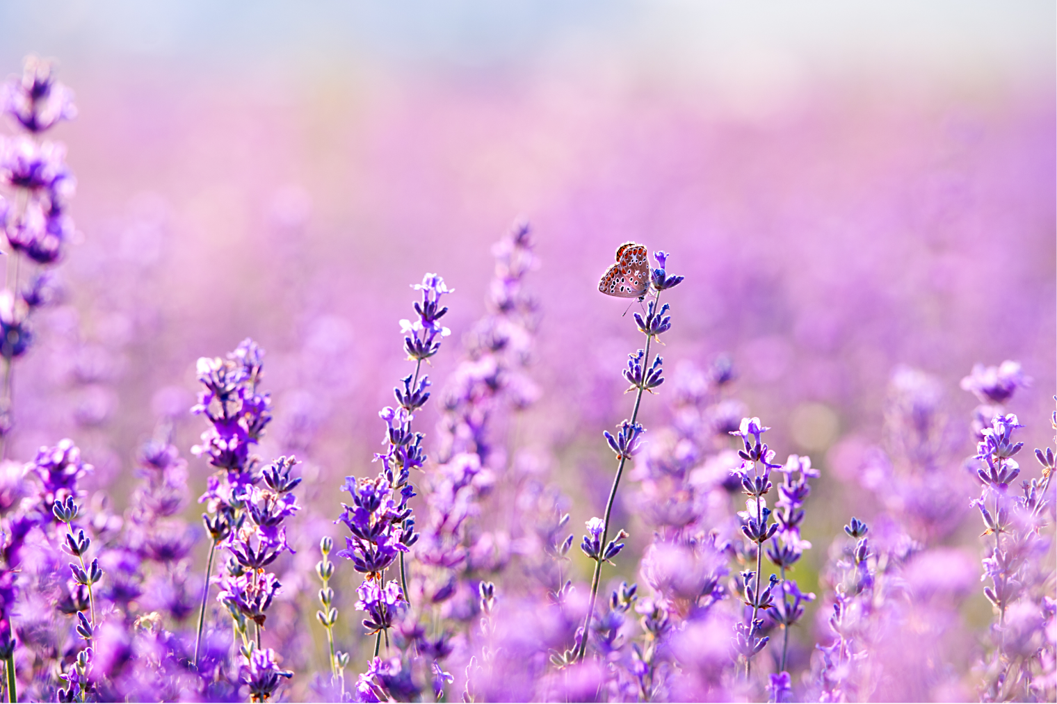 Inside The Ingredient: Lavender